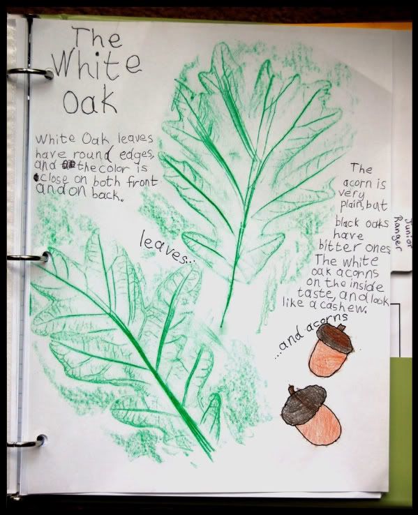 Oak Tree Journal Entry