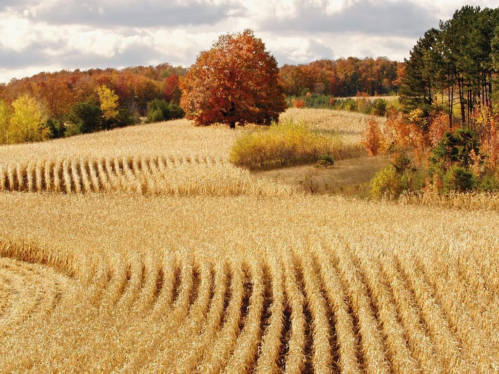 autumn trees photo: Autumn Scene-Corn Field ReadyforHarvestCadillacMichigan.jpg