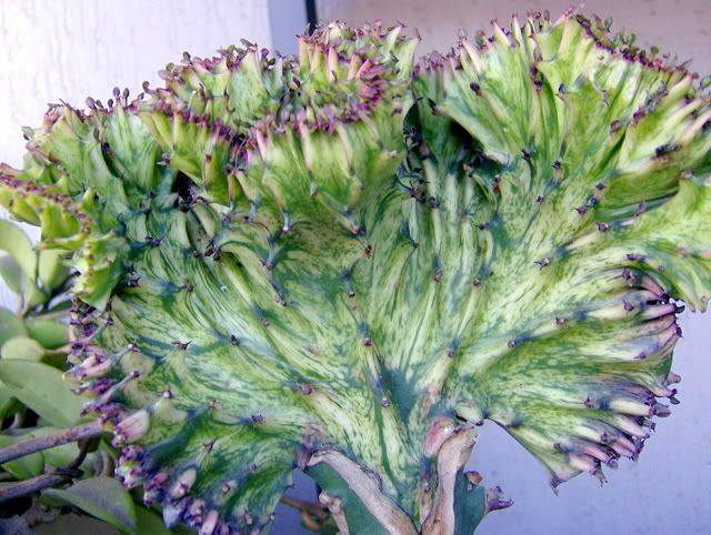 Euphorbiacristata0.jpg