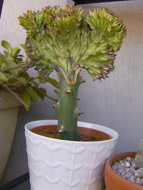 Euphorbiacristata9.jpg