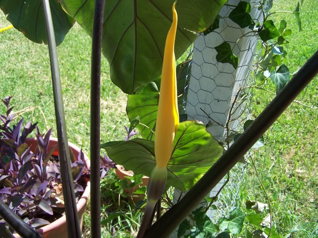 taro plant flower www pixshark com images galleries taro plant flower www pixshark com images galleries