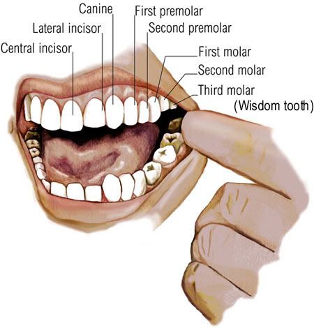 Human Adult Teeth 99
