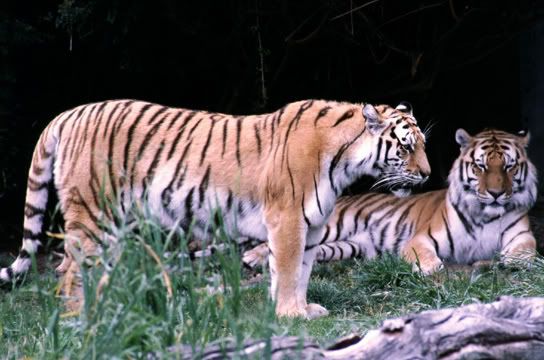 animated pics of tigers. Tigers 1