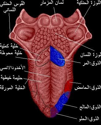 سبحانك .. ماعبدناك الا حق عبادتك(صور)