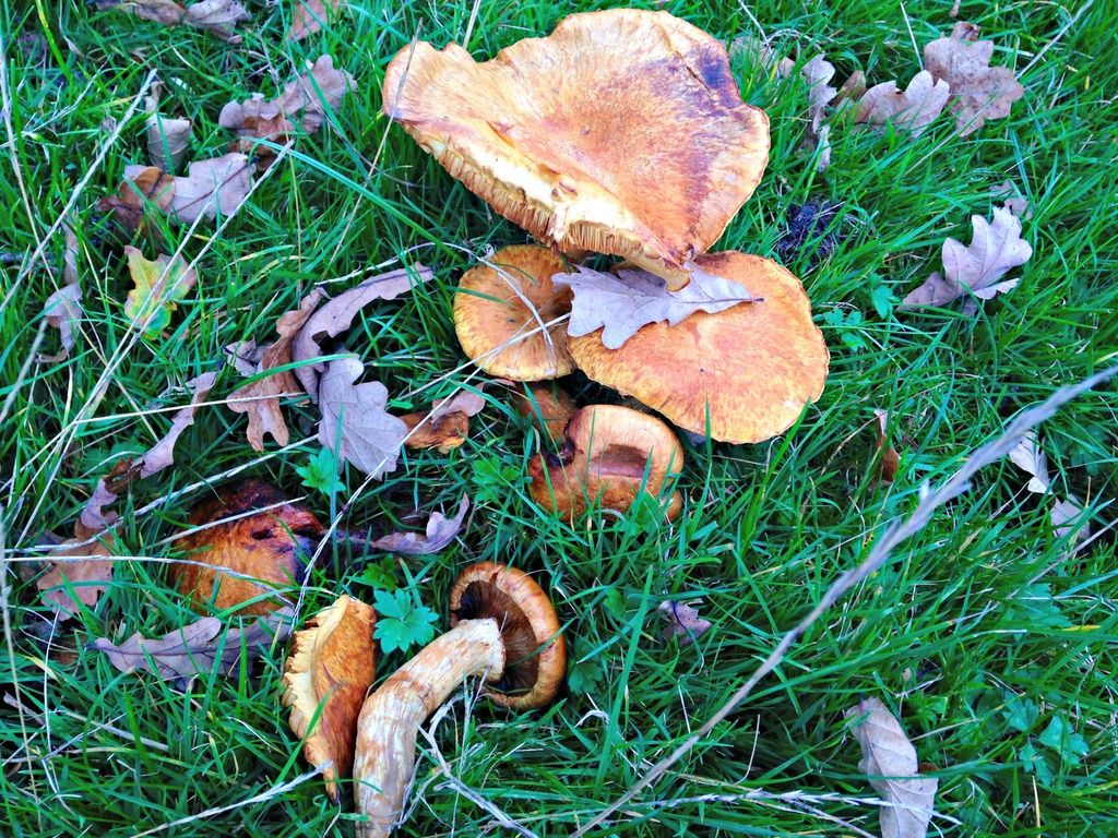 photo autumn klghair_zpsrovh62nr.jpg