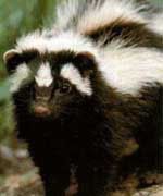 striped-skunks-01-1.jpg