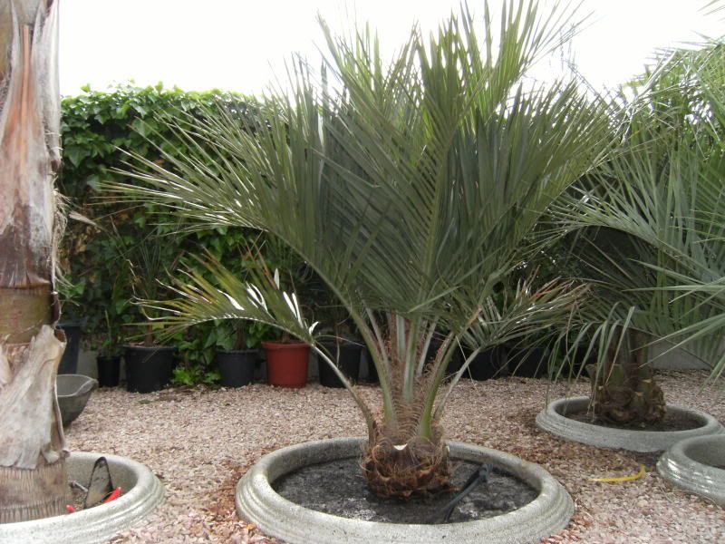 190409butias001.jpg
