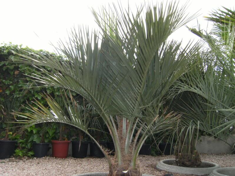 190409butias002.jpg