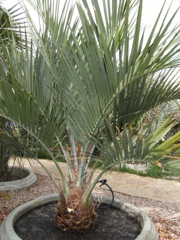 190409butias004.jpg