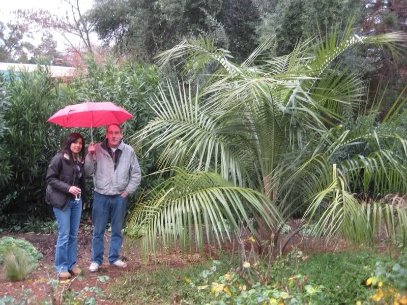 Butia_X_Parajubaea_5.jpg