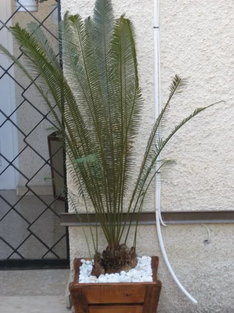 klz1225186415g.jpg
