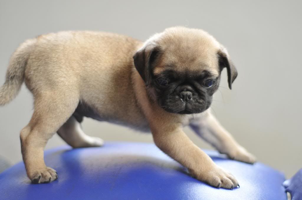 Bầy Pug con cần bán - 2