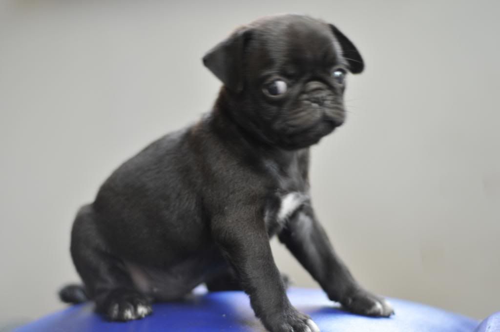 Bầy Pug con cần bán