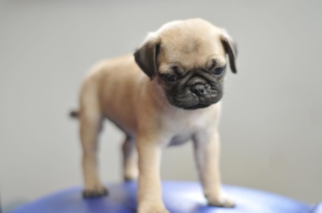 Bầy Pug con cần bán - 3