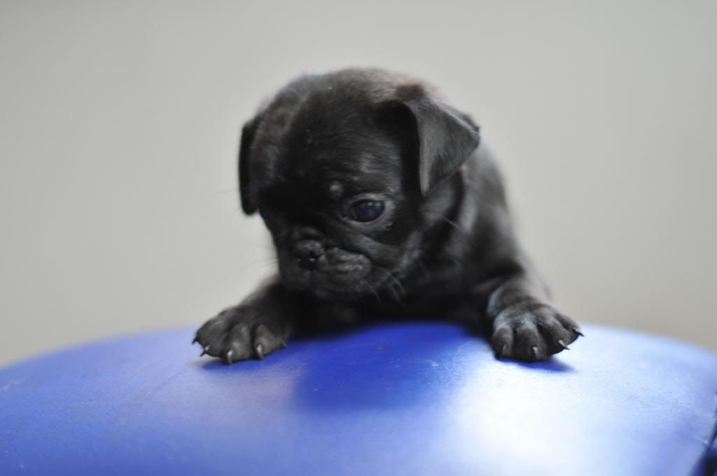 Bầy Pug con cần bán - 4