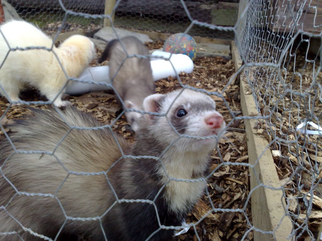 ferret3-1.jpg