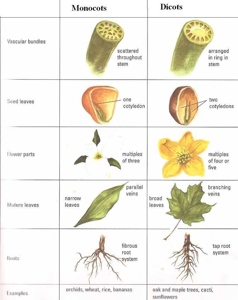 Monocot Dicot Chart