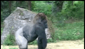 Gorilla_walks_off.gif