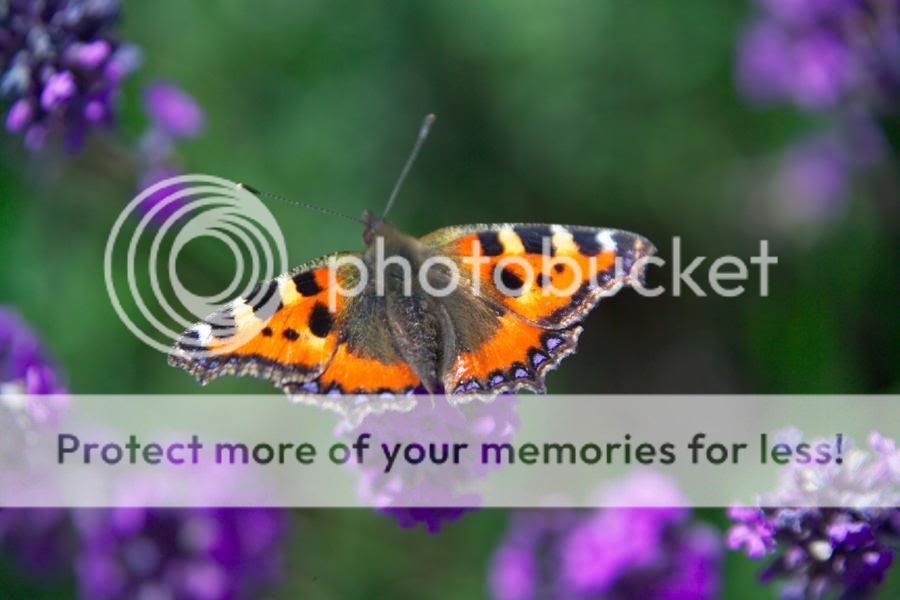 butterfly photo butterfly.jpg