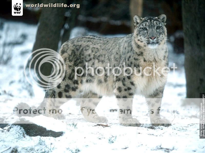 Delilah Snow Leopard Pictures, Images and Photos