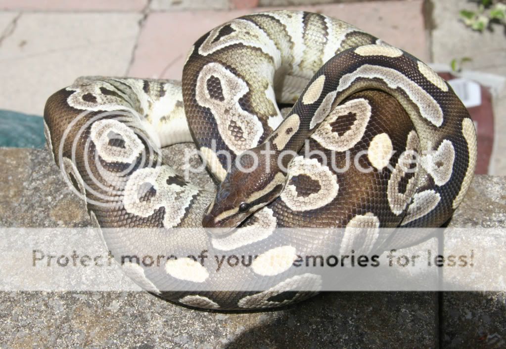 Wales - Breeding weight male Mojave Royal & 100% het pied male Royal ...