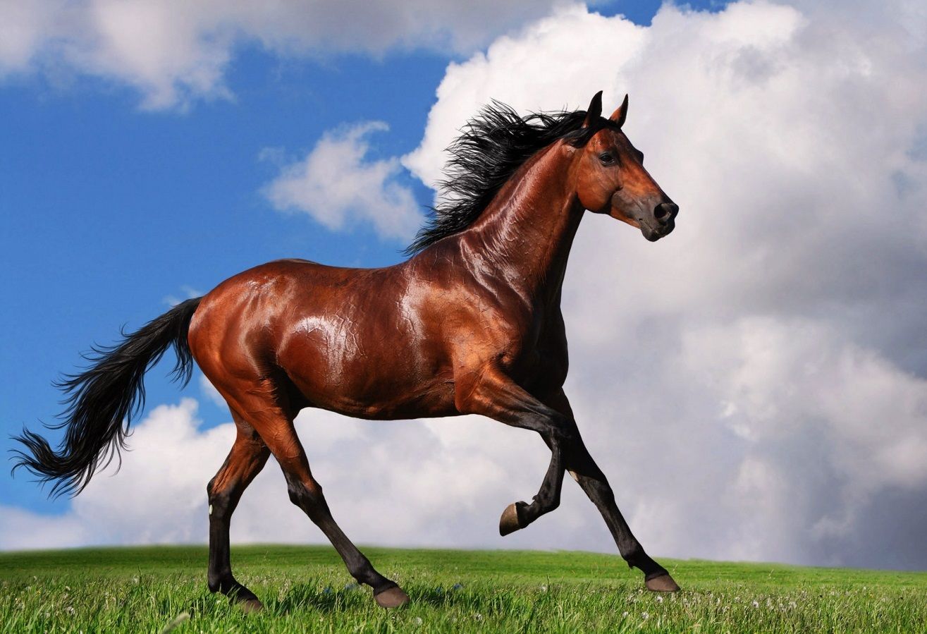  photo arabian-horsehd-hd-wallpapers-for-background-free_1.jpg